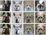 A preliminary diffusion-based generative model experiment with cat and dog images